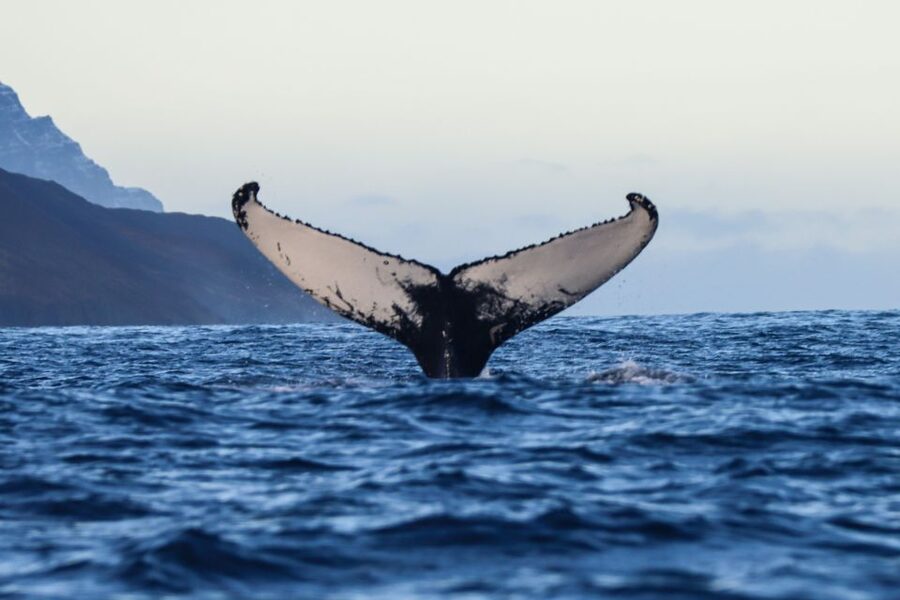 From Dalvik: Arctic Whale Watching in Northern Iceland - The meeting point at Hafnarbraut 22