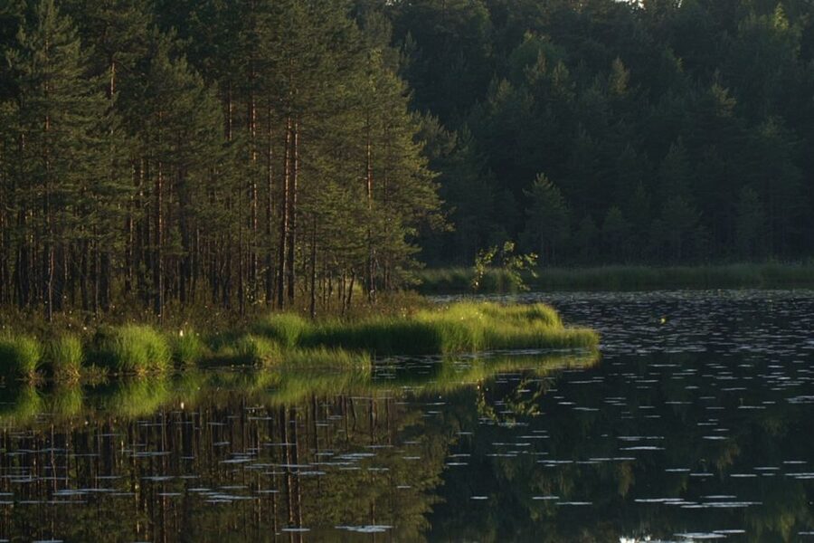 From Helsinki: Nuuksio National Park Half-Day Trip - Why Nuuksio makes a smart Helsinki side trip