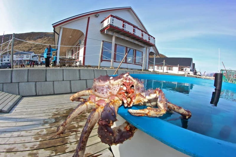 From Honningsvåg: North Cape and King Crabs Tour - The fjord viewpoint and Hornvika story