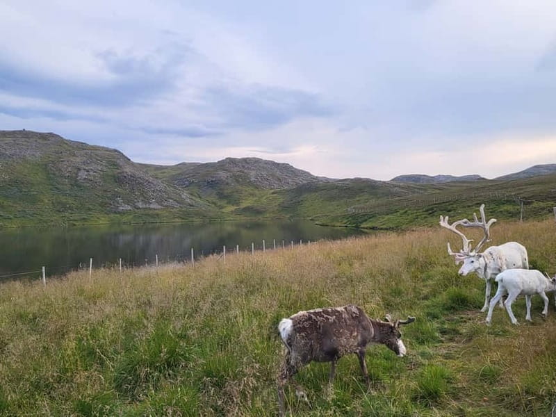 From Honningsvåg: North Cape and King Crabs Tour - Your 1.5 hours at North Cape