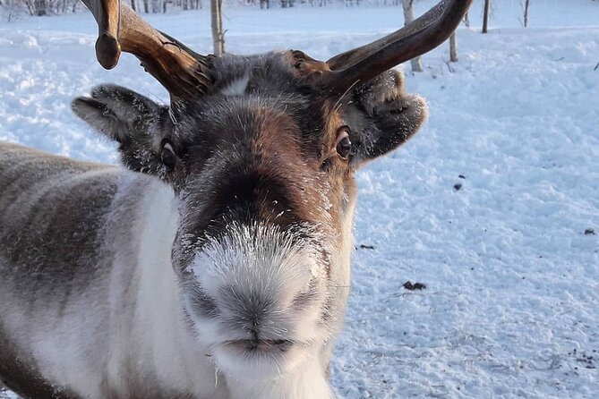 From Ivalo: Ice Fishing Safari to Lake Inari, reindeers & lunch - Reindeer on an island