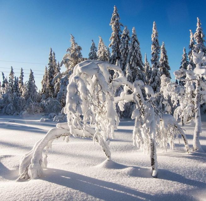 From Oslo: Oslomarka Forest Guided Snowshoeing Tour - What the guides add to the experience
