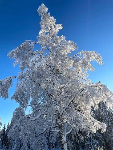 From Oslo: Oslomarka Forest Guided Snowshoeing Tour - Who should book this Oslo winter outing?