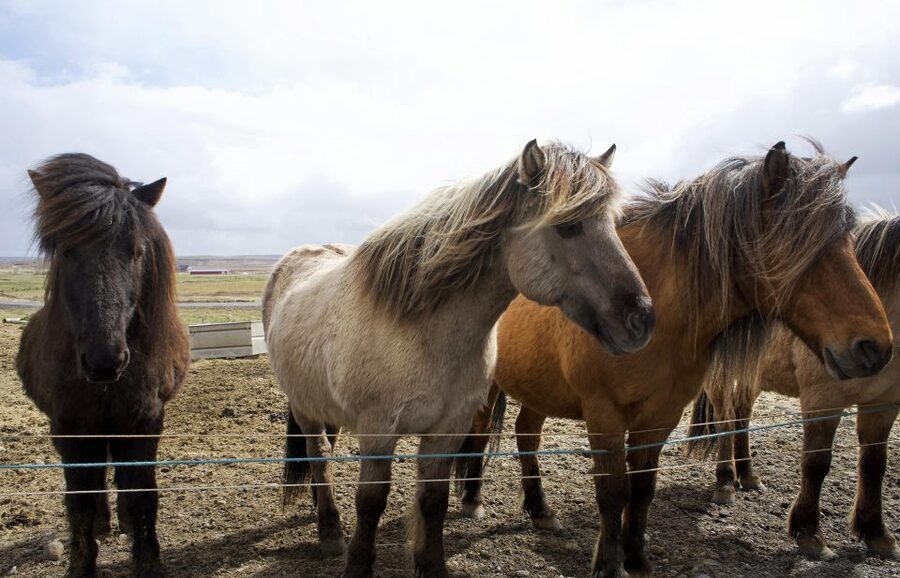 From Reykjavik: 6-Day Icelandic Ring Road Tour - Day 2: Vik, Skaftafell, and ice on black sand