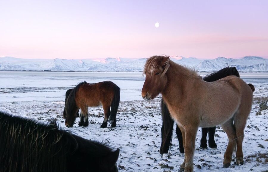 From Reykjavik: 6-Day Icelandic Ring Road Tour - What the vehicle and group size mean