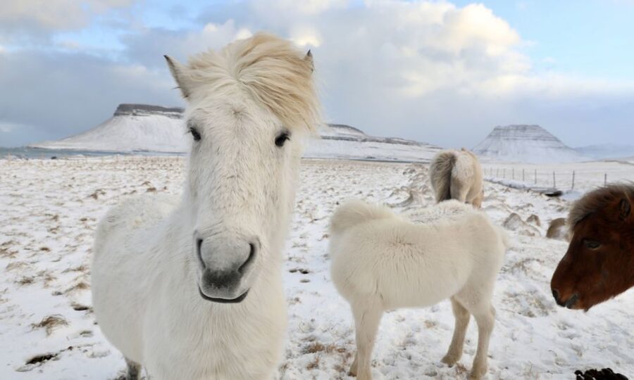 From Reykjavík: Full-day Golden Circle & Horse Riding Tour - Key points to know before booking