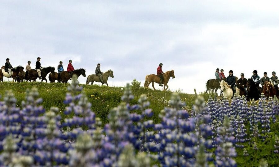 From Reykjavík: Full-day Golden Circle & Horse Riding Tour - Should you book the horse ride and Golden Circle?
