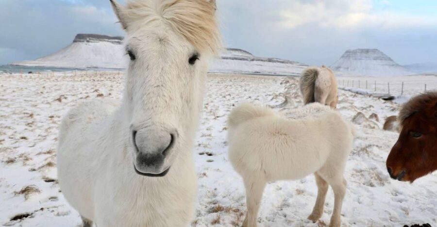 From Reykjavík: Full-day Golden Circle & Horse Riding Tour - Thingvellir after the farm