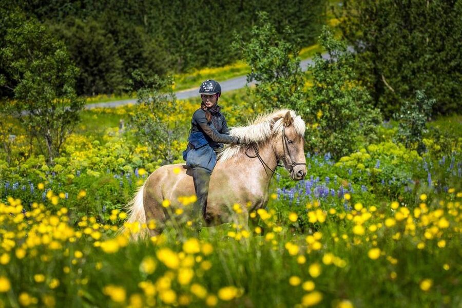 From Reykjavik: Full-Day Horse Riding & Golden Circle Tour - Key points to know before booking