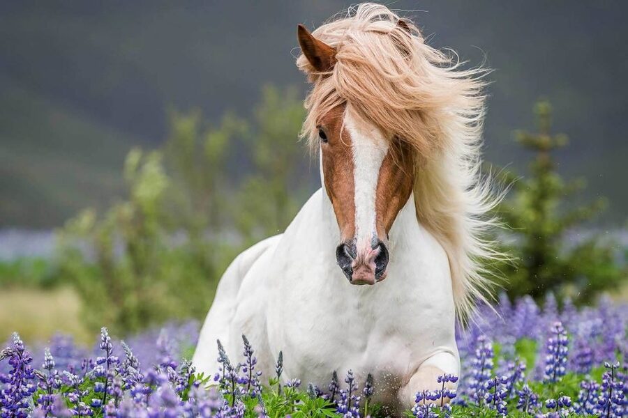 From Reykjavik: Full-Day Horse Riding & Golden Circle Tour - A morning with Iceland’s small, sturdy horses