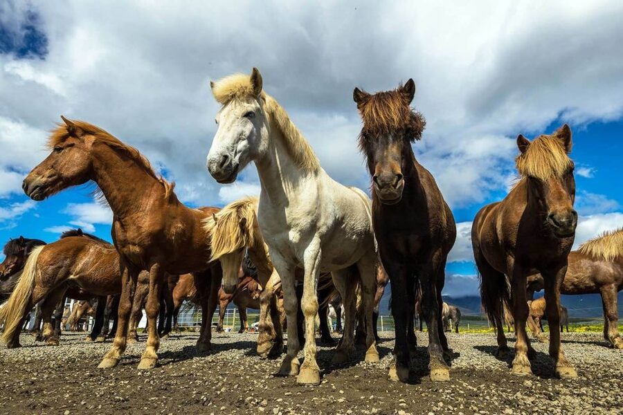 From Reykjavik: Full-Day Horse Riding & Golden Circle Tour - Þingvellir: geology and Icelandic history