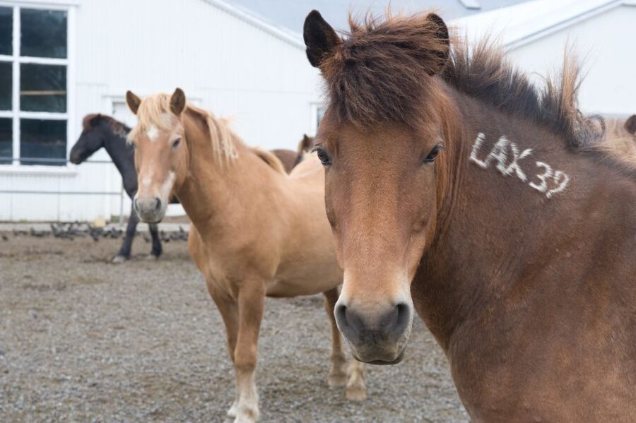 From Reykjavik: Full-Day Horse Riding & Golden Circle Tour - The ride back through southern Iceland