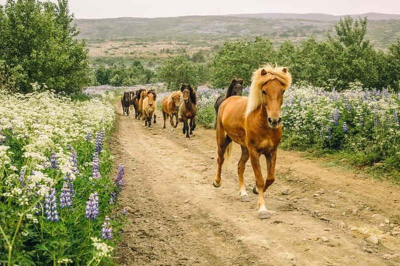 From Reykjavík: Icelandic Horse Riding Tour in Lava Fields - Calm horses and a gentle start for beginners