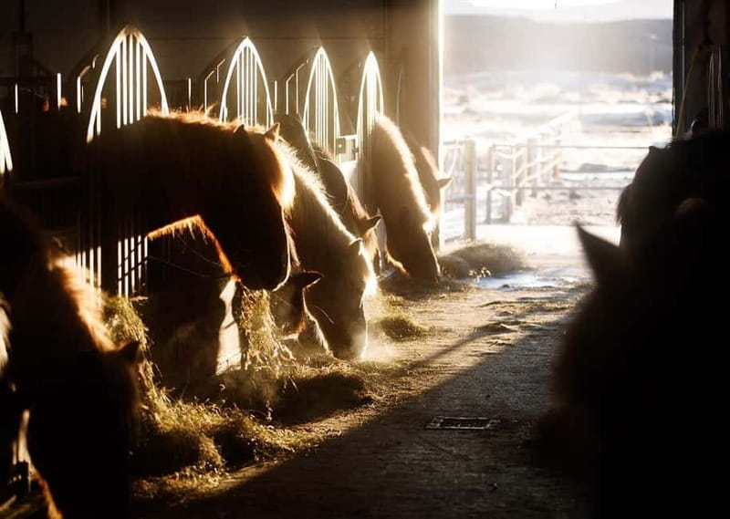 From Reykjavík: Icelandic Horse Riding Tour in Lava Fields - Who will enjoy this ride most