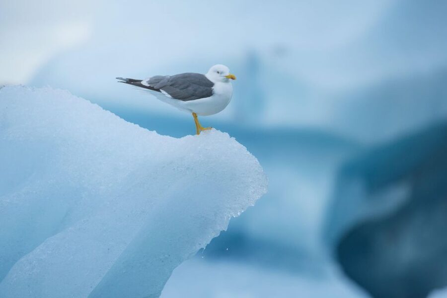 From Reykjavik: Jökulsárlón Glacier Lagoon and Diamond Beach - Skógafoss gives the day an early jolt
