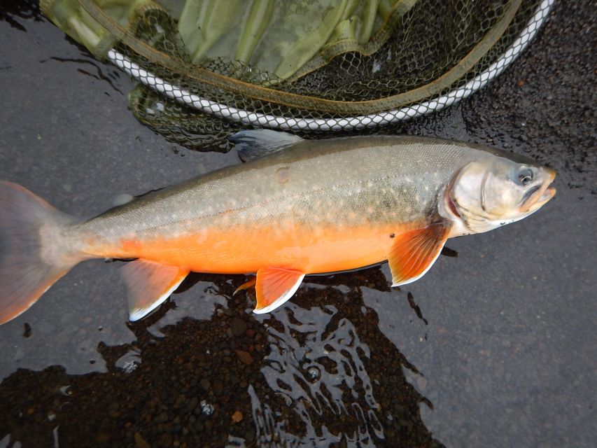 From Reykjavik: Lake and River Fishing Tour - Keeping fish or releasing them