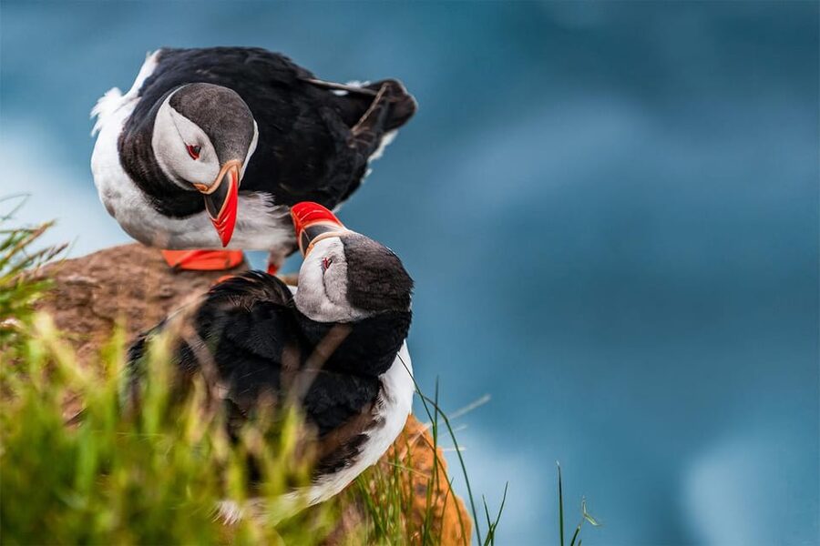 From Reykjavik: Puffin and Volcano Tour in Westman Islands - The pace, vehicles, and long return to Reykjavik