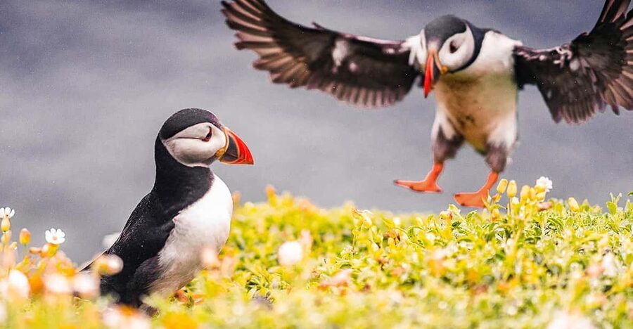 From Reykjavik: Puffin and Volcano Tour in Westman Islands - Why the Westman Islands are worth a full day