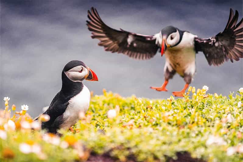 From Reykjavik: Puffin and Volcano Tour in Westman Islands - Elephant Rock and the volcanic coast