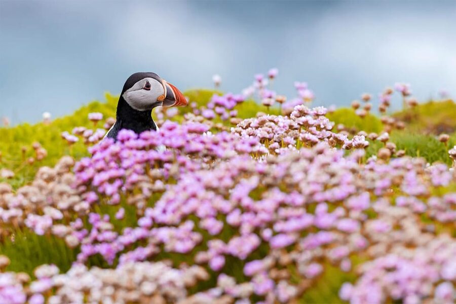 From Reykjavik: Puffin and Volcano Tour in Westman Islands - Puffins at Stórhöfði: the main reason many people book