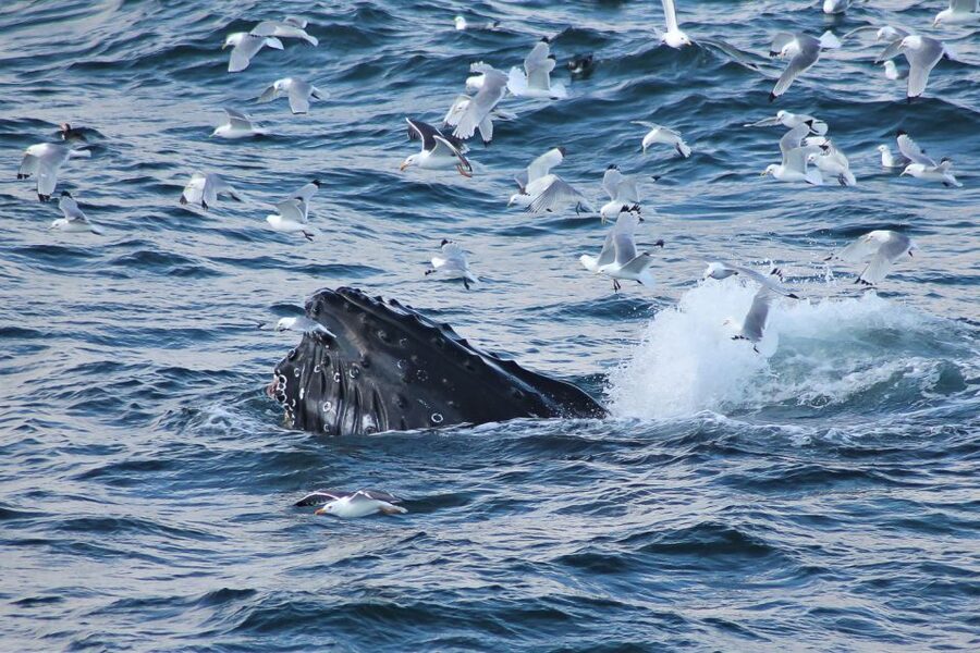 From Reykjavik: Whale Watching Tour - Key points to know before sailing