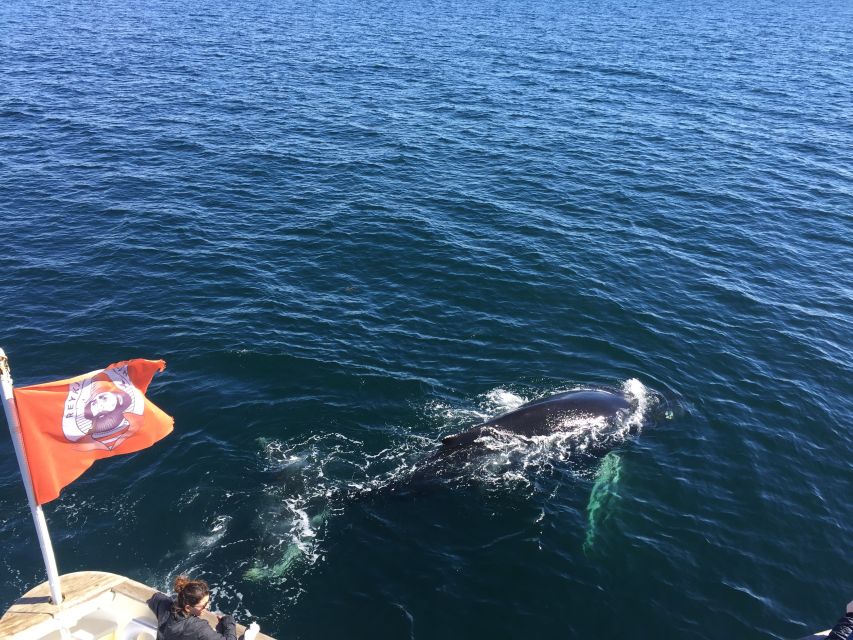 From Reykjavik: Whale Watching Tour - Best time to fit it into your Iceland plans