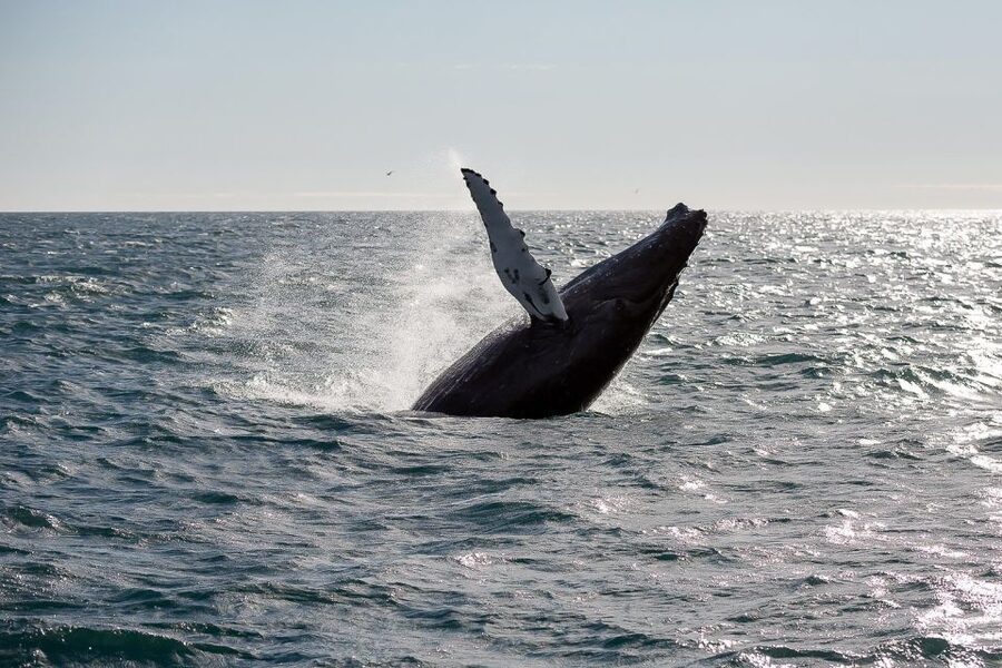 From Reykjavik: Whale Watching Tour - Sailing out from Geirsgata 11