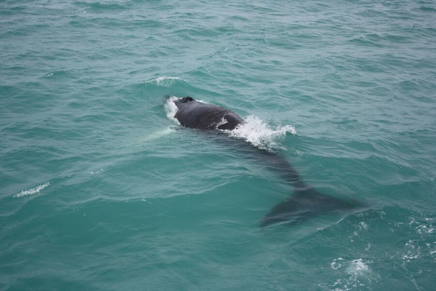 From Reykjavik: Whale Watching Tour - Searching Faxaflói Bay for whales and dolphins