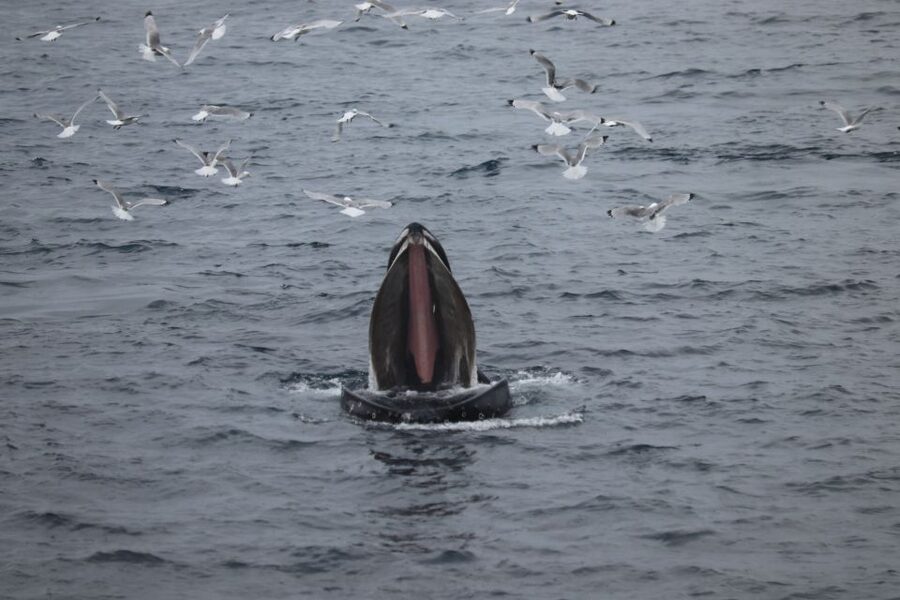 From Reykjavik: Whale Watching Tour - What the mountain views add