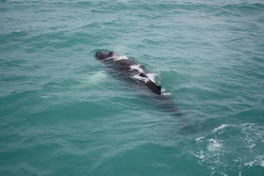 From Reykjavik: Whale Watching Tour - Staying warm when Iceland turns sharp