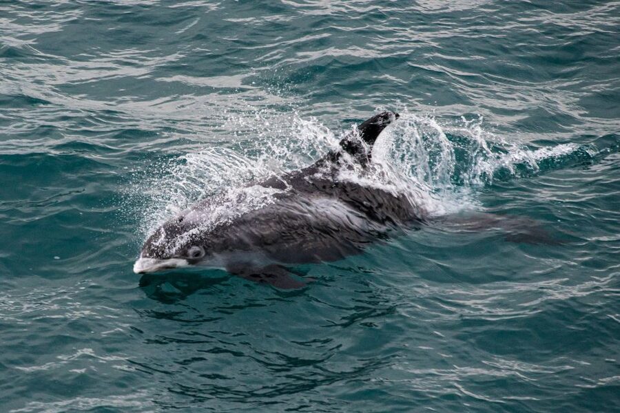 From Reykjavik: Whale Watching Tour - The guide makes the difference
