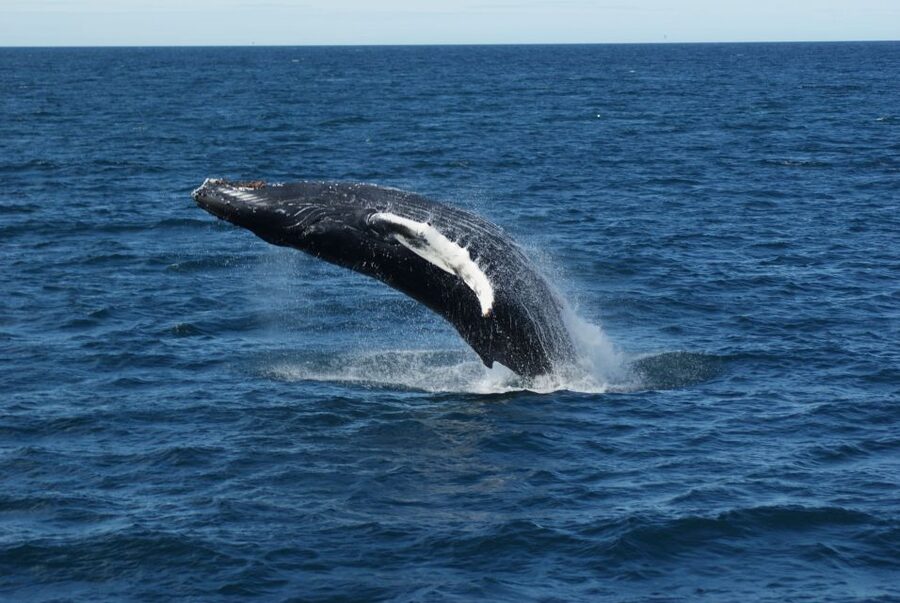 From Reykjavik: Whale Watching Tour - Boat size, viewing, and crowd comfort