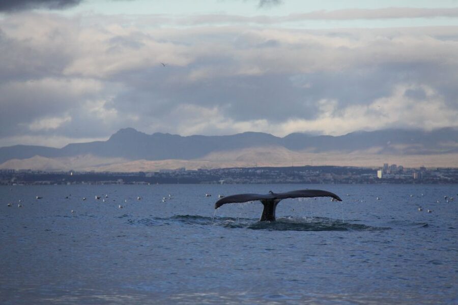 From Reykjavik: Whale Watching Tour by Speedboat - Should you book the Katla RIB tour?