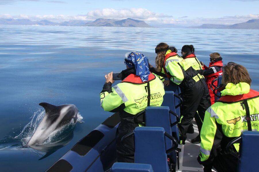 From Reykjavik: Whale Watching Tour by Speedboat - Searching Faxaflói Bay for whales and dolphins