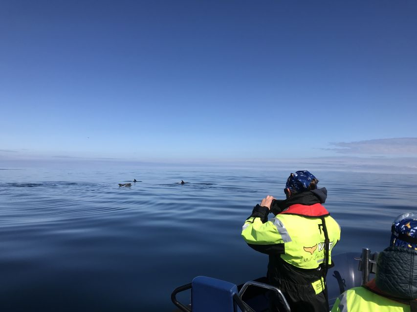 From Reykjavik: Whale Watching Tour by Speedboat - How the two-hour timing works for your day