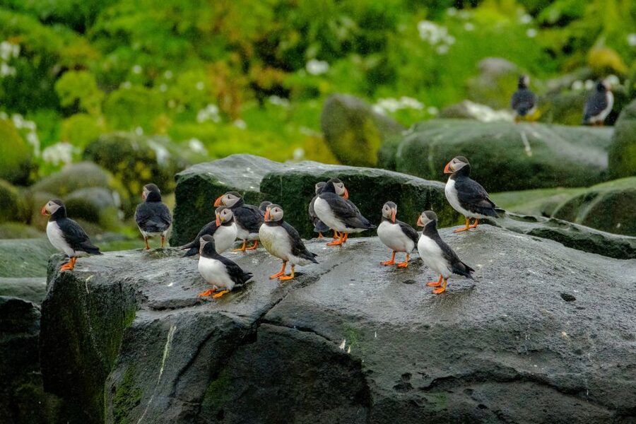 From Reykjavik: Whale Watching Tour by Speedboat - Who will enjoy this tour most?