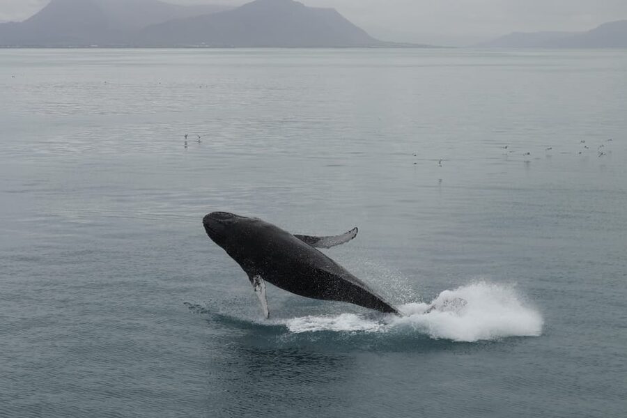 From Reykjavik: Whale Watching Tour - Kollafjörður gives you a calm start