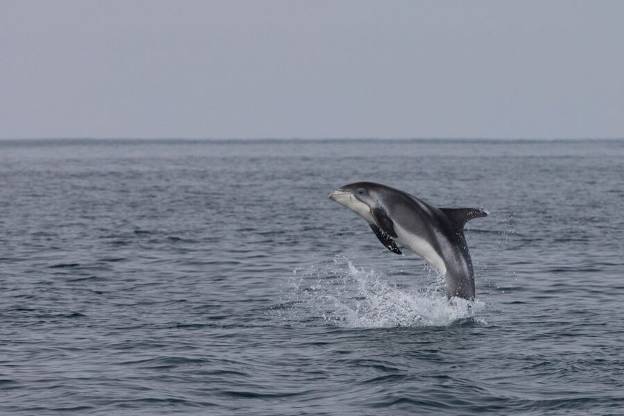 From Reykjavik: Whales and Northern Lights Boat Tour - Key points before you book