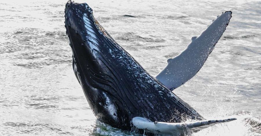 From Reykjavik: Whales and Northern Lights Boat Tour - Why this two-part boat tour works in Reykjavik