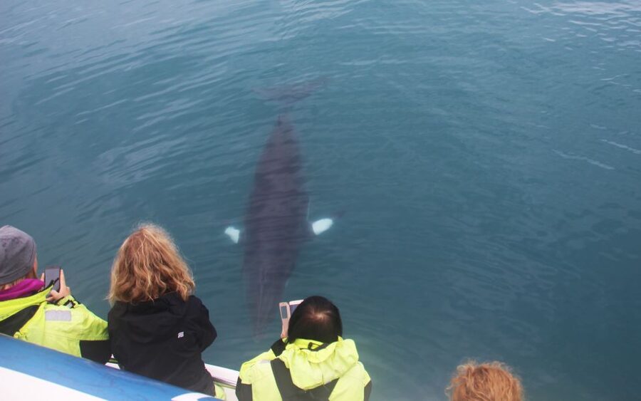 From Reykjavik: Whales and Northern Lights Boat Tour - Three hours looking for whales