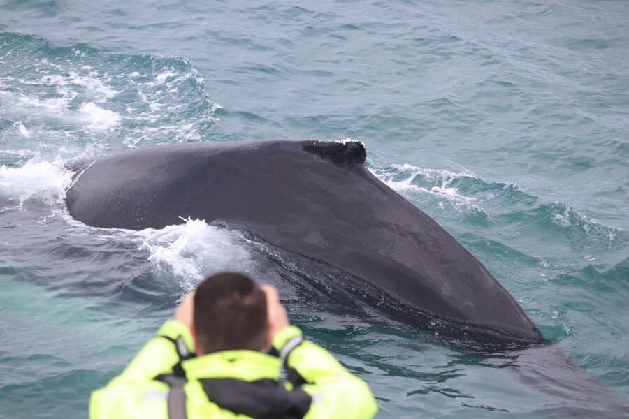 From Reykjavik: Whales and Northern Lights Boat Tour - The free retry and the limits of nature