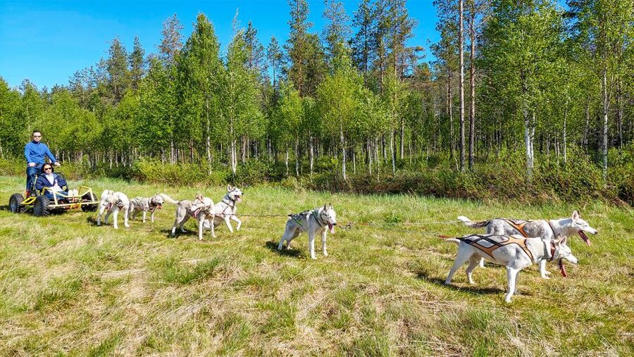 From Rovaniemi: Autumn Husky Safari Adventure - Key points to know before booking