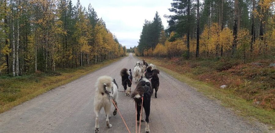 From Rovaniemi: Autumn Husky Safari Adventure - The ride begins in Rovaniemi, not at the farm
