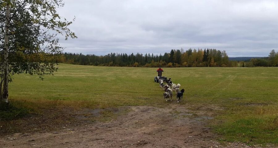 From Rovaniemi: Autumn Husky Safari Adventure - What the farm talk adds to the experience