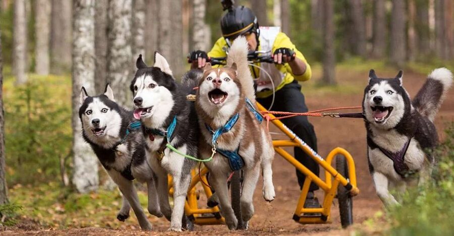 From Rovaniemi: Autumn Husky Safari Adventure - Blueberry juice, gingerbread, and a short warm-up