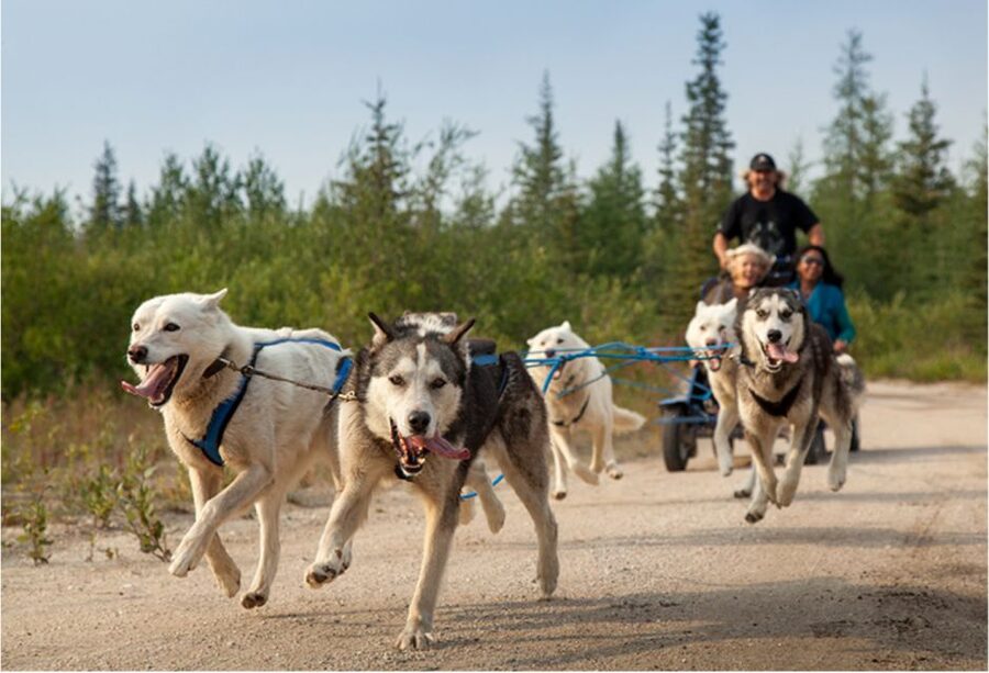 From Rovaniemi: Autumn Husky Safari Adventure - Meeting the huskies before the carriage ride
