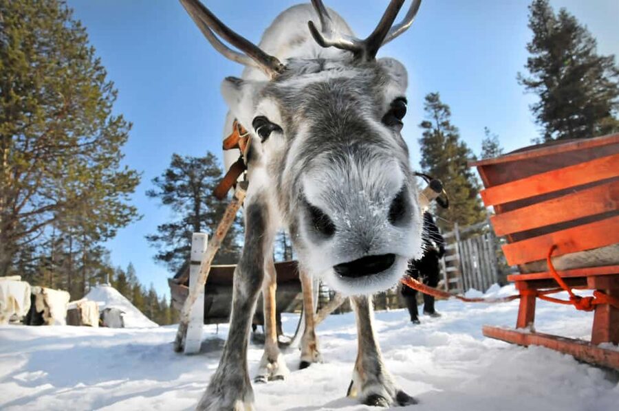 From Rovaniemi: Reindeer Farm Visit with Sleigh Ride - A short wooden sleigh ride through the snow