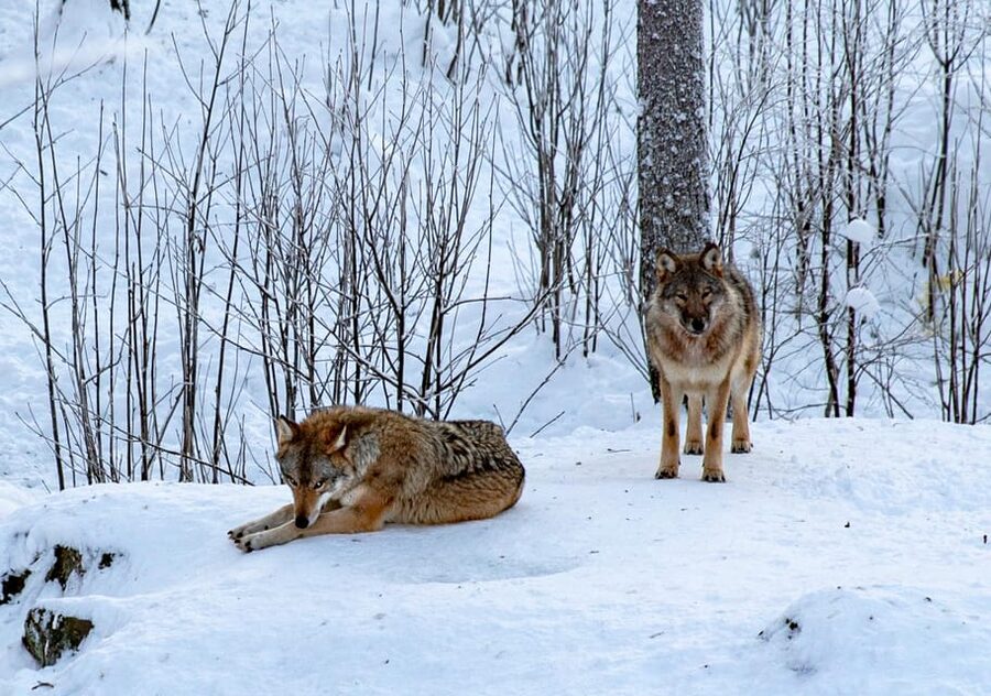 From Rovaniemi: Tour to Ranua Wildlife Park - Key points to know before booking
