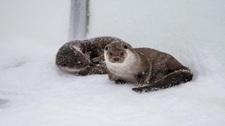 From Rovaniemi: Tour to Ranua Wildlife Park - From Rovaniemi to Ranua by minibus
