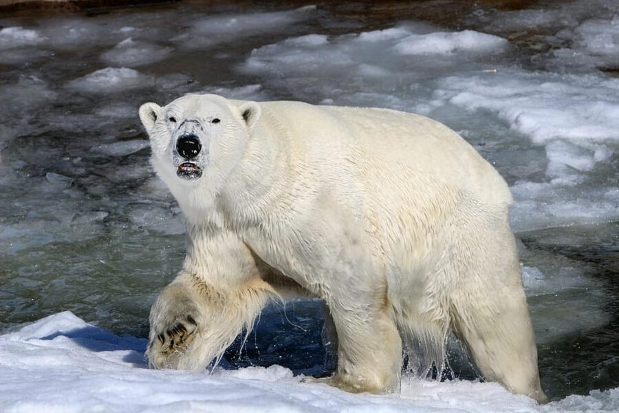 From Rovaniemi: Tour to Ranua Wildlife Park - Meeting polar bears, lynx, and wolverines